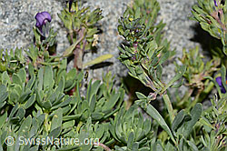 Alpen-Leinkraut (Linaria alpina) (07.2021, C199176)