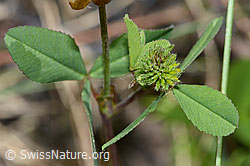 Trifolium badium (C199308)