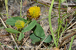 Trifolium badium (C199311)