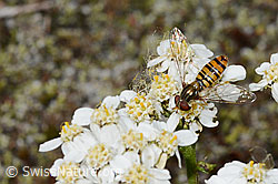 Episyrphus balteatus on Moschus-Schafgarbe (Achillea erba-rotta) (C199324) Episyrphus balteatus on Moschus-Schafgarbe (Achillea erba-rotta) (C199324)