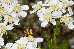 Episyrphus balteatus on Moschus-Schafgarbe (Achillea erba-rotta) (C199325) Episyrphus balteatus on Moschus-Schafgarbe (Achillea erba-rotta) (C199325)