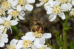 Episyrphus balteatus on Moschus-Schafgarbe (Achillea erba-rotta) (C199326) Episyrphus balteatus on Moschus-Schafgarbe (Achillea erba-rotta) (C199326)