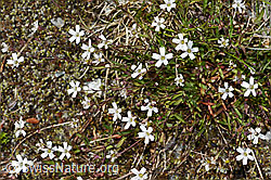 Felsen-Leimkraut (Silene rupestris) (07.2021, C199338)