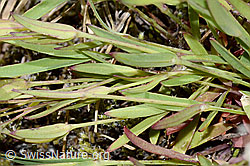 Silene rupestris (C199339)