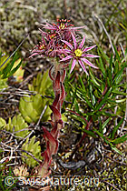 Berg-Hauswurz (Sempervivum montanum) (C199359) Berg-Hauswurz (Sempervivum montanum) (C199359)