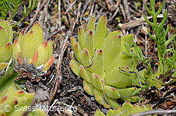 Berg-Hauswurz (Sempervivum montanum) (C199360) Berg-Hauswurz (Sempervivum montanum) (C199360)