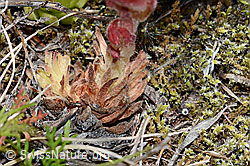 Berg-Hauswurz (Sempervivum montanum) (C199361) Berg-Hauswurz (Sempervivum montanum) (C199361)