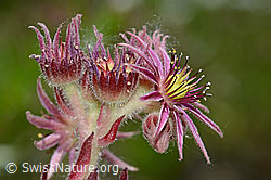Berg-Hauswurz (Sempervivum montanum) (C199362) Berg-Hauswurz (Sempervivum montanum) (C199362)