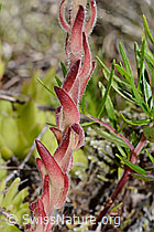 Berg-Hauswurz (Sempervivum montanum) (C199363) Berg-Hauswurz (Sempervivum montanum) (C199363)