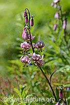 C199402: Türkenbund (Lilium martagon)