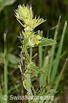 Schmalblättriger Klappertopf (Rhinanthus glacialis) (C199415)