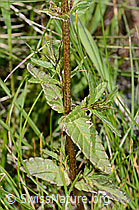 Schmalblättriger Klappertopf (Rhinanthus glacialis) (C199416)