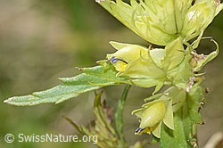 Schmalblättriger Klappertopf (Rhinanthus glacialis) (C199419)