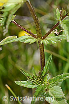 Schmalblättriger Klappertopf (Rhinanthus glacialis) (C199420)