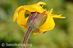 Arnica montana (C199470)