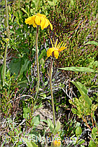 Arnica montana (C199473)