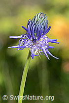 Phyteuma betonicifolium (C199474)