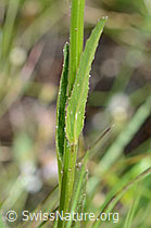 Phyteuma betonicifolium (C199475)