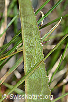 Phyteuma betonicifolium (C199477)