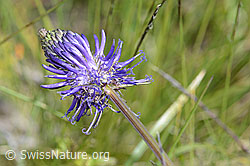 Phyteuma betonicifolium (C199478)