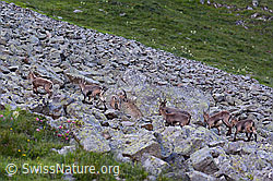 Photo: Alpine ibex (Capra ibex) in a herd on a boulder field