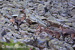 Photo: Alpine ibex (Capra ibex) in a herd on a boulder field