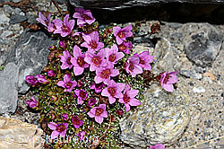 Gegenblättriegr Steinbrech (Saxifraga oppositifolia) (23.07.2021, C199565)