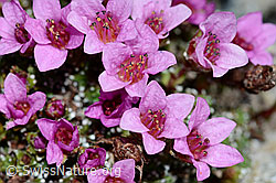 Gegenblättriegr Steinbrech (Saxifraga oppositifolia) (23.07.2021, C199566)