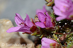 Gegenblättriegr Steinbrech (Saxifraga oppositifolia) (C199570) Gegenblättriegr Steinbrech (Saxifraga oppositifolia) (C199570)