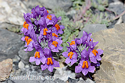 Linaria alpina (C199575)