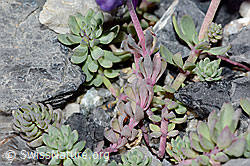 Linaria alpina (C199576)