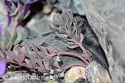 Linaria alpina (C199579)