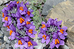 Linaria alpina (C199581)