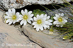 Einblütiges Hornkraut (Cerastium uniflorum) (C199592) Einblütiges Hornkraut (Cerastium uniflorum) (C199592)