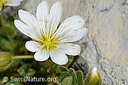 Einblütiges Hornkraut (Cerastium uniflorum) (C199593) Einblütiges Hornkraut (Cerastium uniflorum) (C199593)