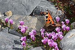Kleiner Fuchs (Aglais urticae) auf Gegenblättrigem Steinbrech (Saxifraga oppositifolia) (23.07.2021, C199654)