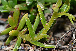 Bewimperter Steinbrech (Saxifraga aizoides) (C199688) Bewimperter Steinbrech (Saxifraga aizoides) (C199688)