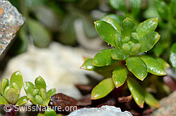 Bewimperter Steinbrech (Saxifraga aizoides). (C199720) Bewimperter Steinbrech (Saxifraga aizoides). (C199720)