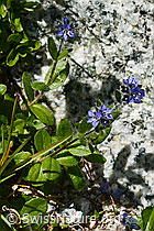 Alpen-Ehrenpreis (Veronica alpina) (C199728) Alpen-Ehrenpreis (Veronica alpina) (C199728)