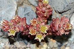 Dunkler Mauerpfeffer (Sedum atratum) (07.2021, C199752)