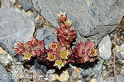 Dunkler Mauerpfeffer (Sedum atratum) (07.2021, C199755)