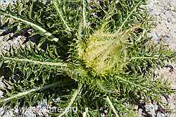 Alpen-Kratzdistel (Cirsium spinosissimum) (07.2021, C199763)