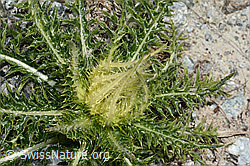 Cirsium spinosissimum (C199764)