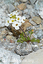Pritzelago alpina (C199769)
