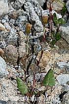 Huflattich (Tussilago farfara) (07.2021, C199774)