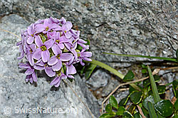 Kriechendes Täschelkraut (Thlaspi rotundifolium) (C199783)