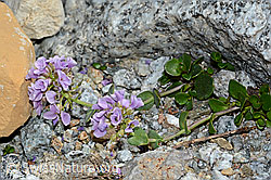 Kriechendes Täschelkraut (Thlaspi rotundifolium) (C199785)