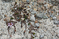 Gegenblättriger Steinbrech (Saxifraga oppositifolia) (C199790)