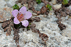 Gegenblättriger Steinbrech (Saxifraga oppositifolia) (C199791)