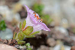 Gegenblättriger Steinbrech (Saxifraga oppositifolia) (C199795)